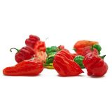 Extrémne pálivá Extrémne pálivá