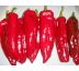 Paprika Corno di toro rosso