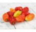 Paprika Tobago seasonings