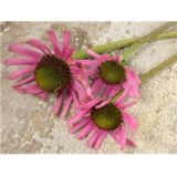 Echinacea tennesseenska