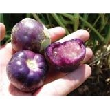 Tomatillo purple
