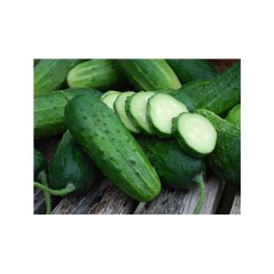 Uhorky nakladačky - čerstvá zelenina