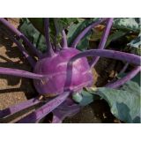 Kaleráb early purple vienna - vačšie balenie