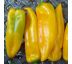Paprika Corno toro giallo