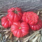 Paradajka Mushroom basket