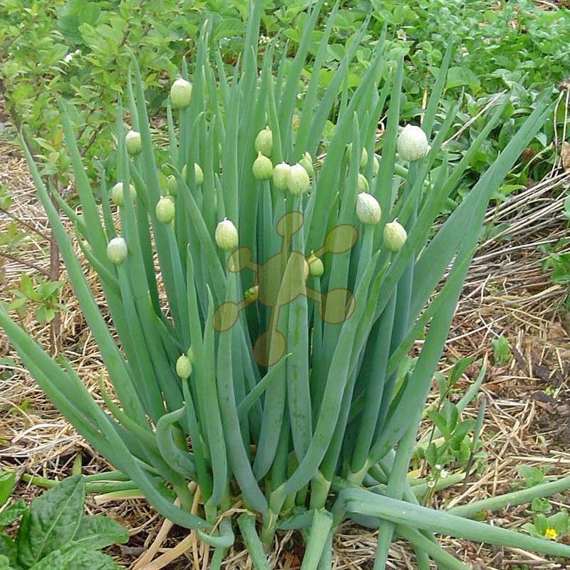 bioekologic Novinky 2023 !!! Sibírska cibuľa