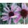 Echinacea purpurea - priesada