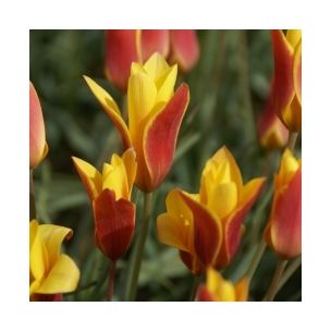 Tulipán clusiana var. chrysantha