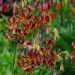 Lilium martagon - Arabian Knight