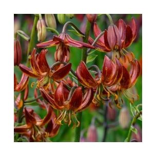 Lilium martagon - Arabian Knight