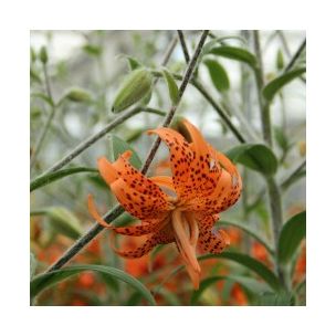 Lilium lancifolium - Flore pleno