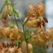 Lilium martagon - Peppard Gold