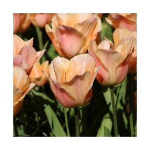 Tulipán - Apricot Beauty