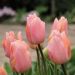 Tulipán - Apricot Beauty
