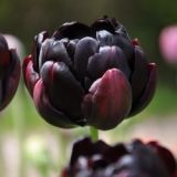 Tulipán - Black Hero