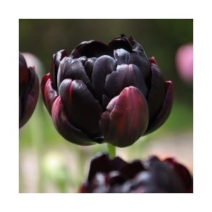 Tulipán - Black Hero