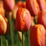 Tulipán - Dordogne