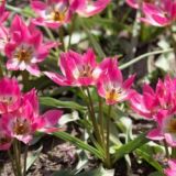 Tulipán - Garden of Clusius