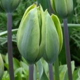 Tulipán - Green King