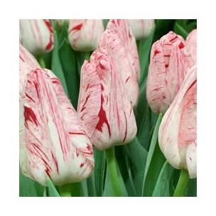 Tulipán - Merel Delight