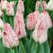 Tulipán - Merel Delight