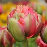 Tulipán - Renown Unique