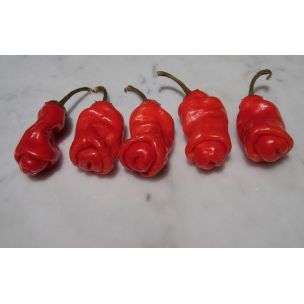 Paprika Peter – penis pepper