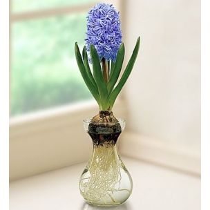 Hyacintova váza