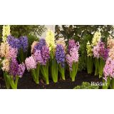 Hyacinty