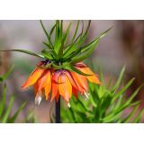 Fritillarie - korunkovky
