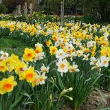 Narcis