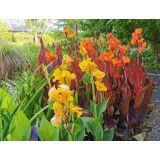 Kana indická - Canna Indica