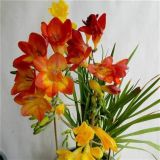 Frézia - Freesia