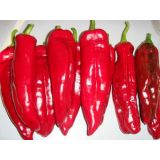 Paprika Corno di toro rosso