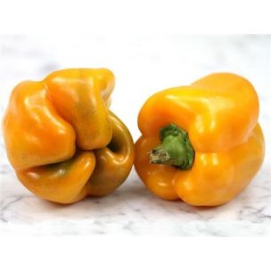 Paprika Golden California Wonder