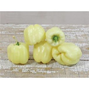 Paprika Albino bullnose