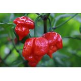 Paprika Trinidad scorpion