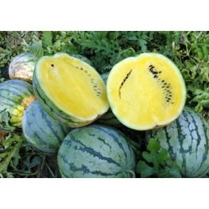 Melón Early moonbeam