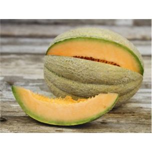 Melón Schoon`s hardshell