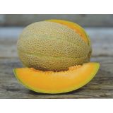 Melón Hale's Best Jumbo
