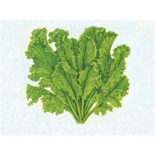 Šalát mustard Greens Southern Giant Curled