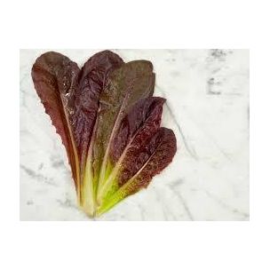 Šalát Red romaine