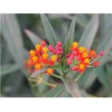 Glejovka, sunset flower (Asclepias curassavica)