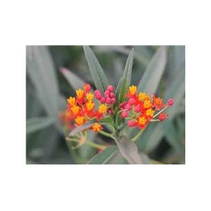 Glejovka, sunset flower (Asclepias curassavica)