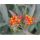 Glejovka, sunset flower (Asclepias curassavica)
