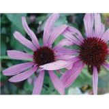 Echinacea purpurea