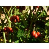 Tamarillo