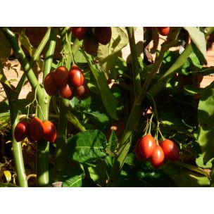 Tamarillo