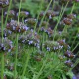 chia (Salvia columbariae)