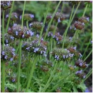 chia (Salvia columbariae)